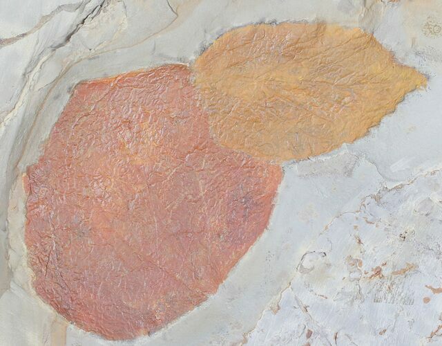 Two Paleocene Fossil Leaves (Zizyphoides & Beringiaphyllum) - Montana #55138